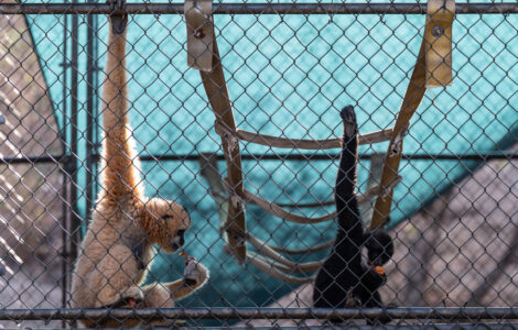 How a sanctuary outside LA has cared for rare, endangered gibbons for a half-century
